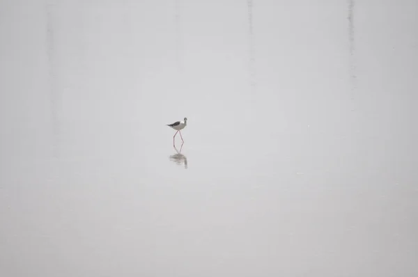 Doğal Ortamda Güzel Kuş Siyah Kanatlı Ayaklı Himantopus Himantopus — Stok fotoğraf