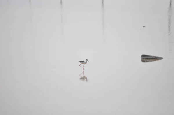 Bel Échasses Ailes Noires Himantopus Himantopus Dans Milieu Naturel — Photo