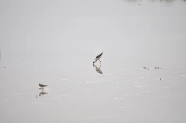 Bel Échasses Ailes Noires Himantopus Himantopus Dans Milieu Naturel — Photo