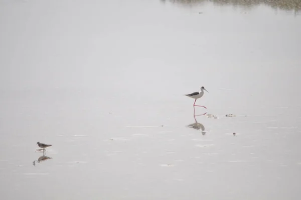 Doğal Ortamda Güzel Kuş Siyah Kanatlı Ayaklı Himantopus Himantopus — Stok fotoğraf