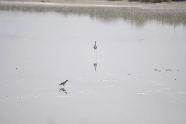 Bela Ave Asas Pretas Himantopus Himantopus Ambiente Natural — Fotografia de Stock