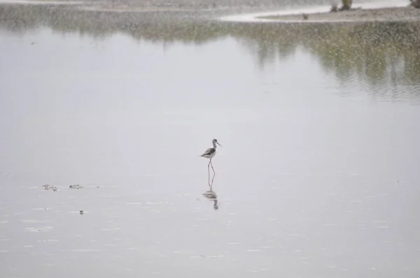 Bela Ave Asas Pretas Himantopus Himantopus Ambiente Natural — Fotografia de Stock