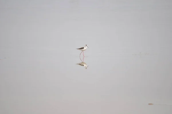 Bela Ave Asas Pretas Himantopus Himantopus Ambiente Natural — Fotografia de Stock