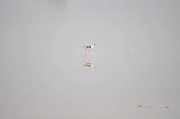 Bel Échasses Ailes Noires Himantopus Himantopus Dans Milieu Naturel — Photo