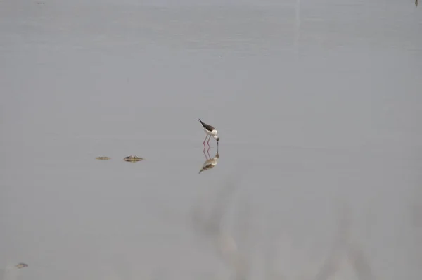 Bel Échasses Ailes Noires Himantopus Himantopus Dans Milieu Naturel — Photo