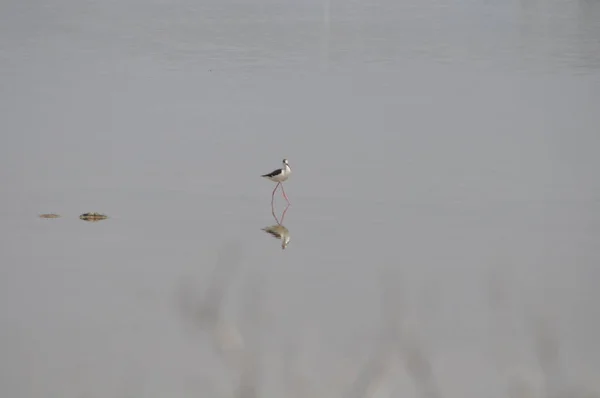 Beautiful Bird Black Winged Stilt Himantopus Himantopus Natural Environment — Stock Photo, Image