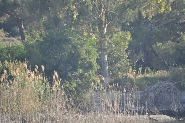Doğal ortamda güzel kuş siyah kanatlı ayaklı (Himantopus himantopus)