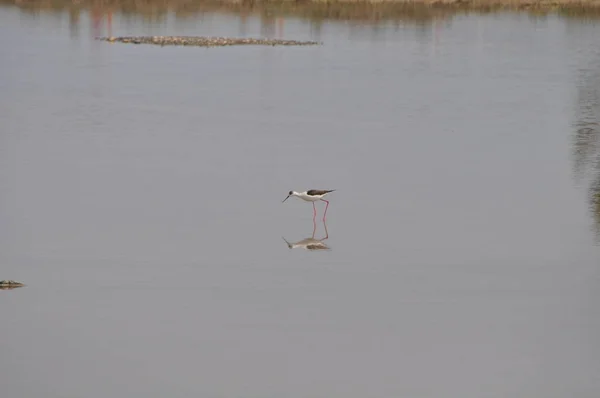 Bela Ave Asas Pretas Himantopus Himantopus Ambiente Natural — Fotografia de Stock