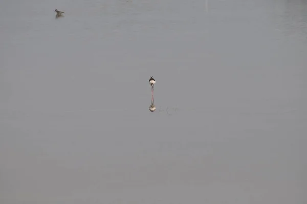 Piękny Ptak Czarno Skrzydlata Stilt Himantopus Himantopus Naturalnym Środowisku — Zdjęcie stockowe