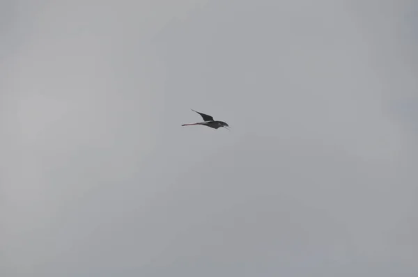 自然环境中美丽的鸟黑翼高跷 希曼托普 — 图库照片