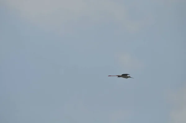 Doğal Ortamda Güzel Kuş Siyah Kanatlı Ayaklı Himantopus Himantopus — Stok fotoğraf