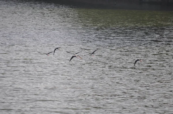 Gyönyörű Madár Fekete Szárnyú Gólyatöcs Himantopus Himantopus Természetes Környezetben — Stock Fotó