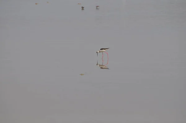 Bel Échasses Ailes Noires Himantopus Himantopus Dans Milieu Naturel — Photo