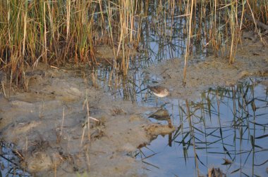 Doğal ortamda güzel kuş ahşap kum kuşu (Tringa glareola)