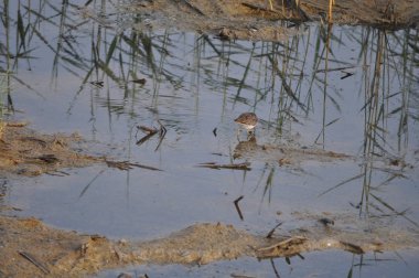 Doğal ortamda güzel kuş ahşap kum kuşu (Tringa glareola)