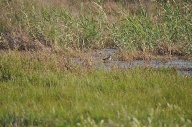 Doğal ortamda güzel kuş ahşap kum kuşu (Tringa glareola)