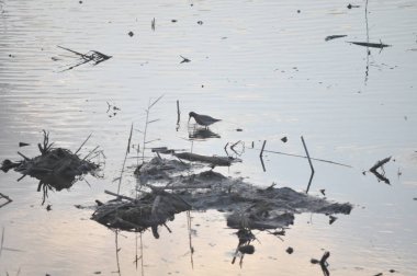 Doğal ortamda güzel kuş ahşap kum kuşu (Tringa glareola)