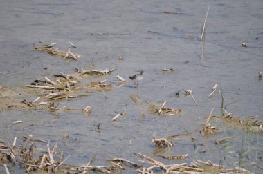 Doğal ortamda güzel kuş ahşap kum kuşu (Tringa glareola)
