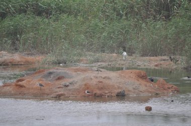 Güzel kuş mahmuz kanatlı lapwing (Vanellus spinosus) doğal ortamda