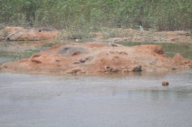 Güzel kuş mahmuz kanatlı lapwing (Vanellus spinosus) doğal ortamda