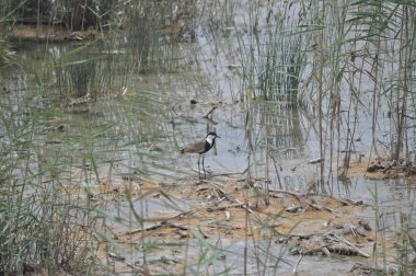 Güzel kuş mahmuz kanatlı lapwing (Vanellus spinosus) doğal ortamda