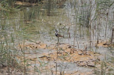 Güzel kuş mahmuz kanatlı lapwing (Vanellus spinosus) doğal ortamda