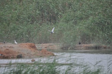 Güzel kuş mahmuz kanatlı lapwing (Vanellus spinosus) doğal ortamda