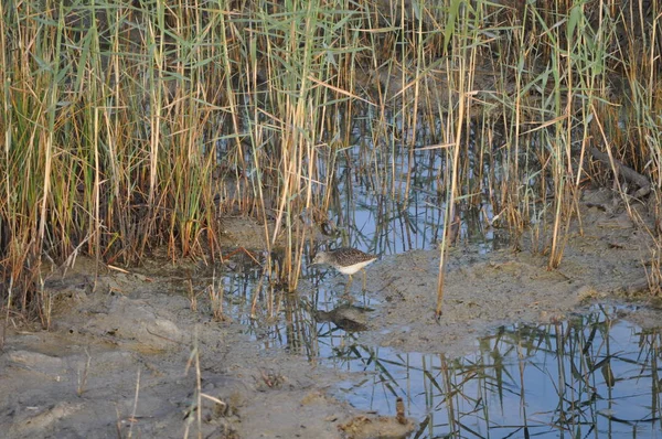 Piękny Biegus Drewna Ptaka Tringa Glareola Naturalnym Środowisku — Zdjęcie stockowe