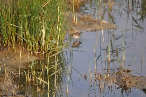 Mooie Vogel Houten Zandloper Tringa Glareola Natuurlijke Omgeving — Stockfoto