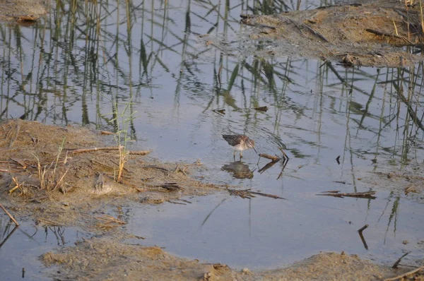 Beautiful Bird Wood Sandpiper Tringa Glareola Natural Environment — Stock Photo, Image