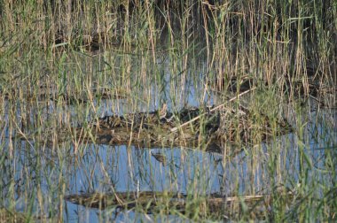 Doğal ortamda güzel kuş ortak çubudu (Gallinago gallinago)