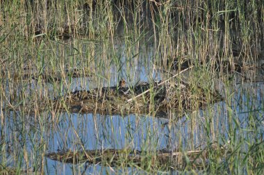 Doğal ortamda güzel kuş ortak çubudu (Gallinago gallinago)