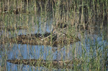 Doğal ortamda güzel kuş ortak çubudu (Gallinago gallinago)