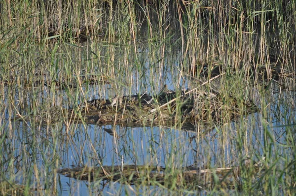 Doğal ortamda güzel kuş ortak çubudu (Gallinago gallinago)