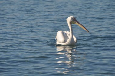 Doğal ortamda güzel kuş Pelikan
