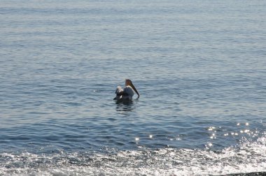 Doğal ortamda güzel kuş Pelikan