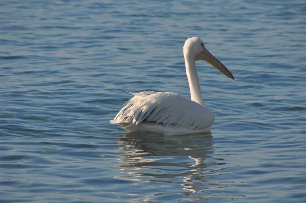 Den Vackra Fågeln Pelican Den Naturliga Miljön — Stockfoto