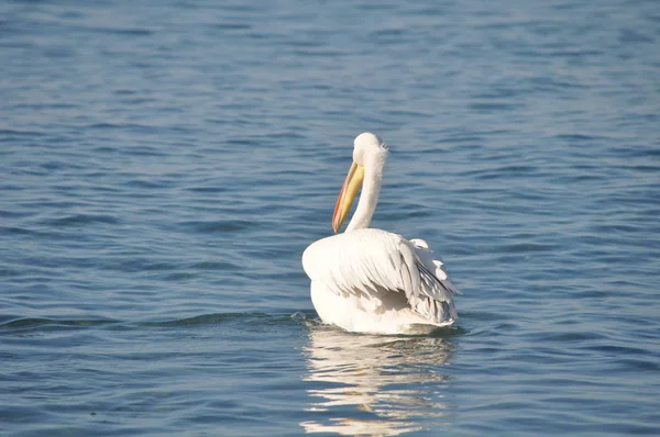 Beautiful Bird Pelican Natural Environment — Stock Photo, Image