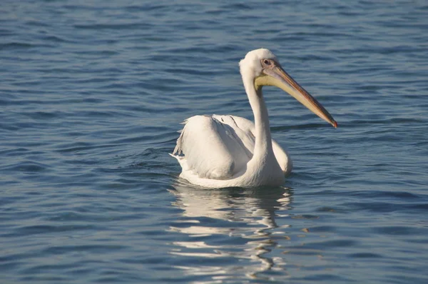 Bel Oiseau Pelican Dans Environnement Naturel — Photo