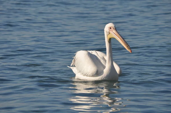 Beautiful Bird Pelican Natural Environment — Stock Photo, Image