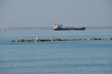 Doğal ortamda güzel kuş Pelikan