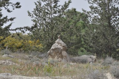 Doğal ortamda güzel kuş Pelikan
