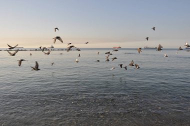 Çevredeki güzel kuş güvercini