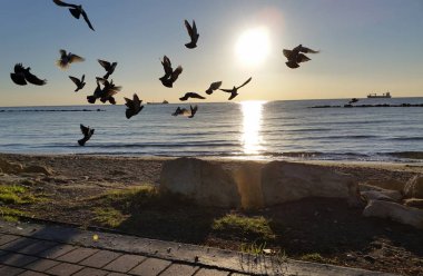 Çevredeki güzel kuş güvercini