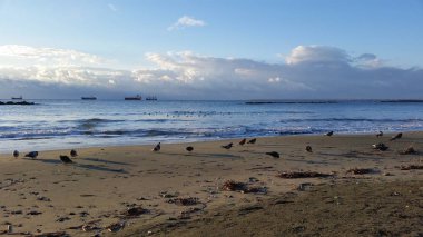 Çevredeki güzel kuş güvercini