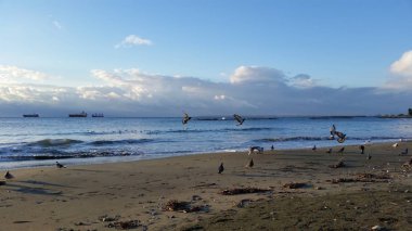 Çevredeki güzel kuş güvercini