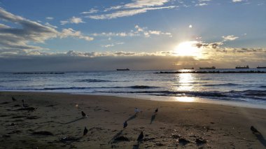 Çevredeki güzel kuş güvercini