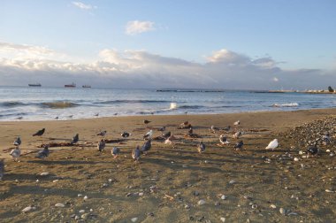 Çevredeki güzel kuş güvercini