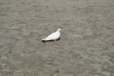Çevredeki güzel kuş güvercini