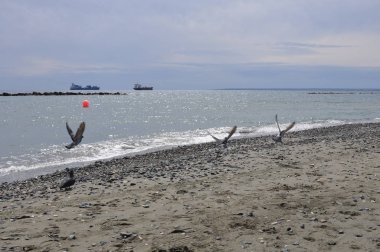 Çevredeki güzel kuş güvercini